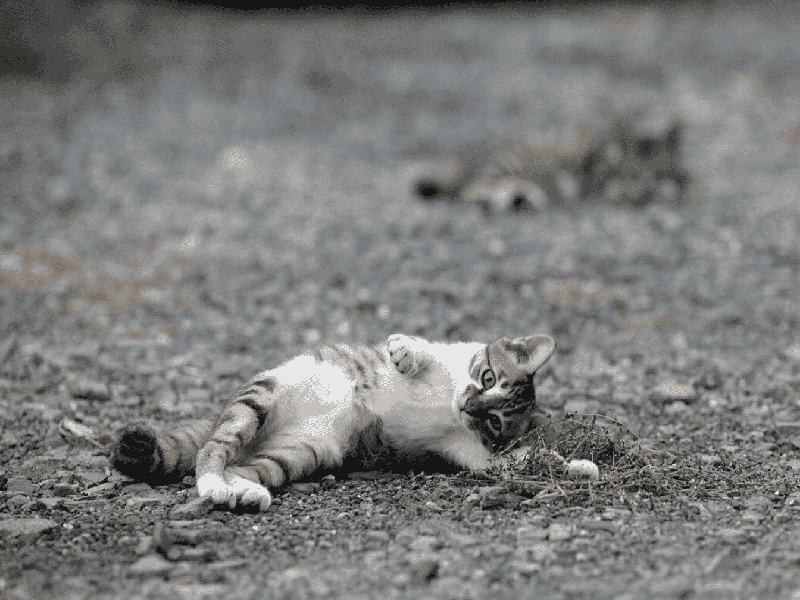 <strong>成都万能试管（试管格鲁吉亚合法吗）</strong>